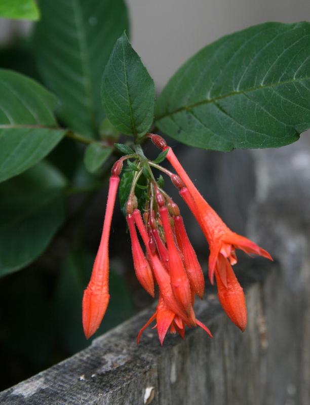 Photo of the bloom of Honeysuckle Fuchsia (Fuchsia 'Koralle') posted by