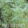 Photo Courtesy of Lazy S'S Farm Nursery.