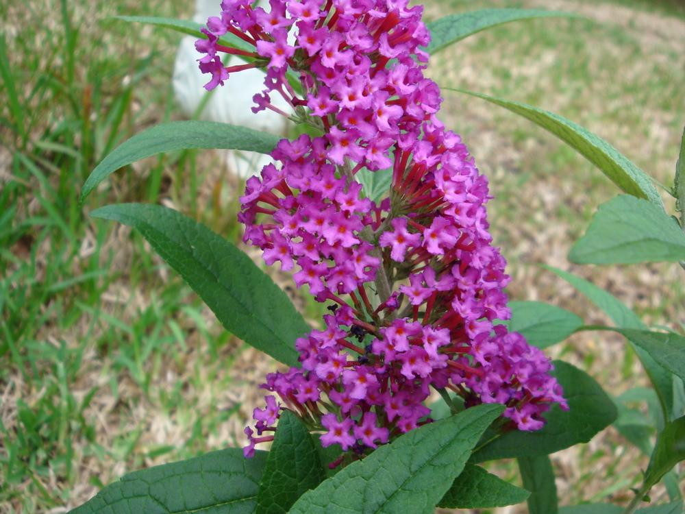 Butterfly Bushes Plant Care and Collection of Varieties