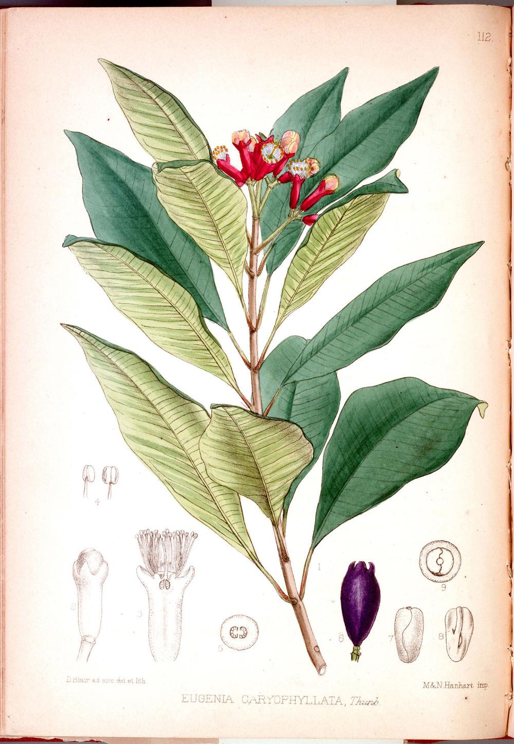 Clove Tree (Syzygium aromaticum)