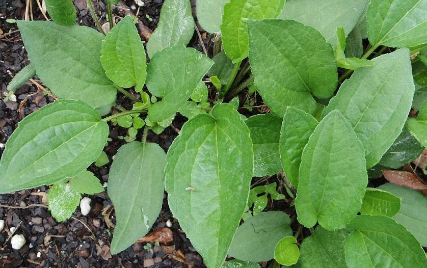 Photo of the emerging growth of BlackEyed Susan (Rudbeckia fulgida