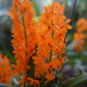 Location: Sarasota, FLDate: 2015-04-30At Selby Gardens