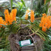 Location: Sarasota, FLDate: 2015-04-30At Selby Gardens