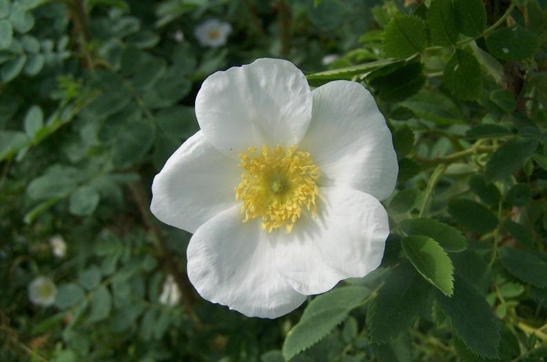 Rose (Rosa beggeriana) in the Roses Database