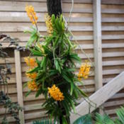 Location: Tampa, FLDate: 2015-05-02At USF Botanical Gardens