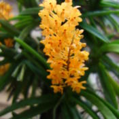 Location: Tampa, FLDate: 2015-05-02At USF Botanical Gardens