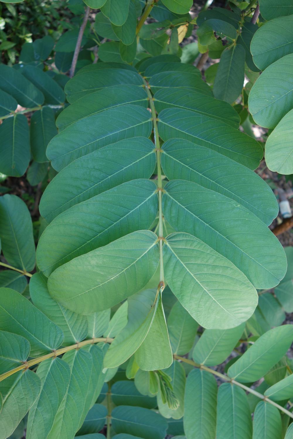 Photo of the leaves of Candletree (Senna alata) posted by mellielong