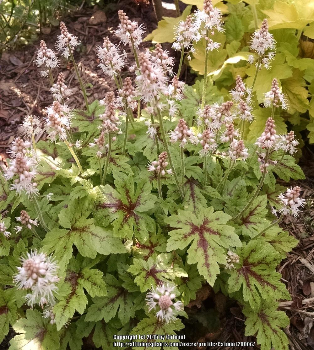 Photo of the entire plant of Allegheny Foamflower (Tiarella cordifolia