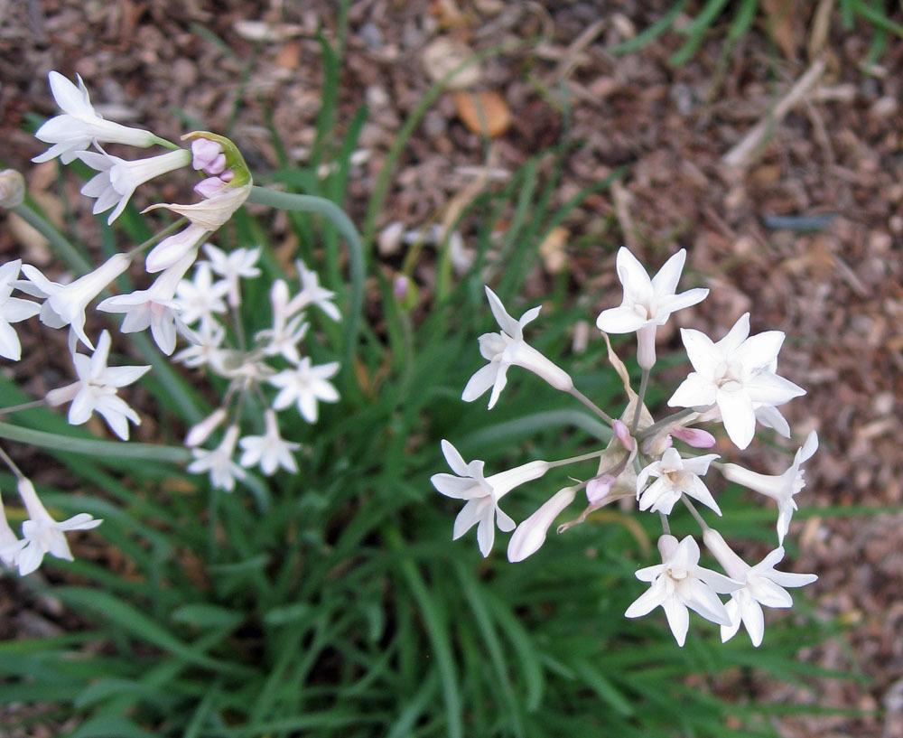 Photo of the bloom of White Flowered Society Garlic (Tulbaghia violacea