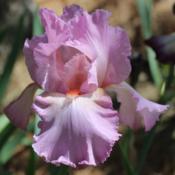 Photo of the bloom of Tall Bearded Iris (Iris 'Elisa Renee') posted by