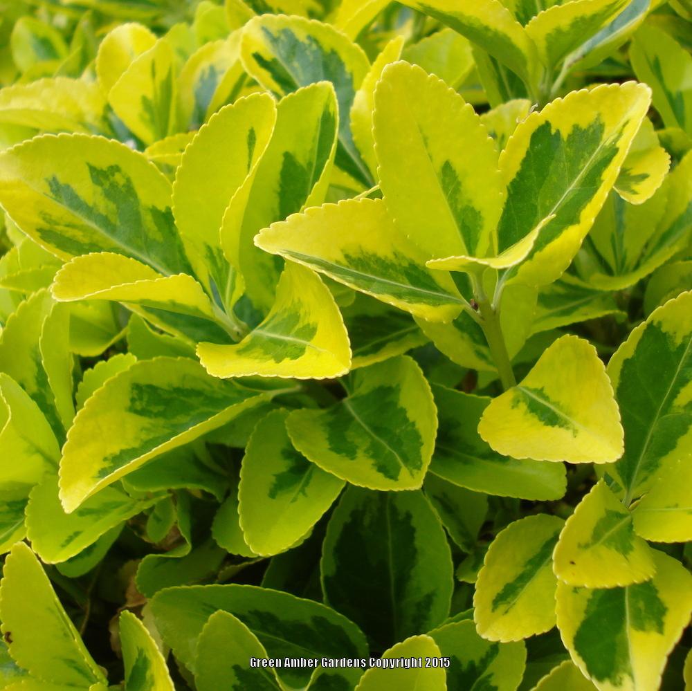 Photo of the leaves of Golden Euonymus (Euonymus japonicus