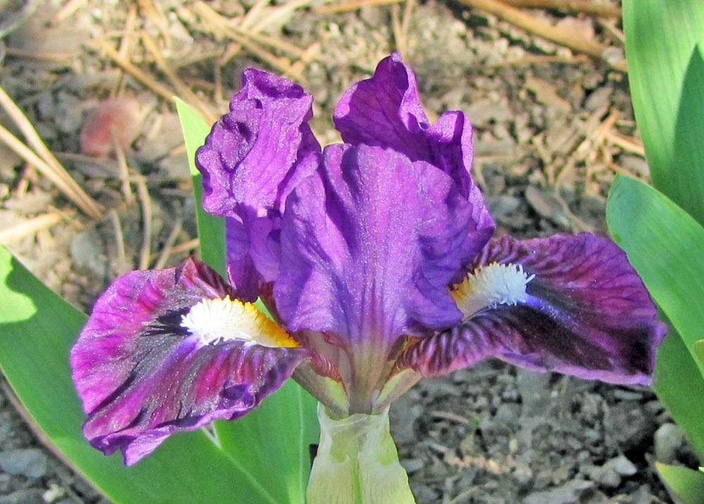 Photo of the bloom of Miniature Dwarf Bearded Iris (Iris 'Wise') posted