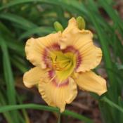 Location: Jacksonville, TXDate: 2015-05-10