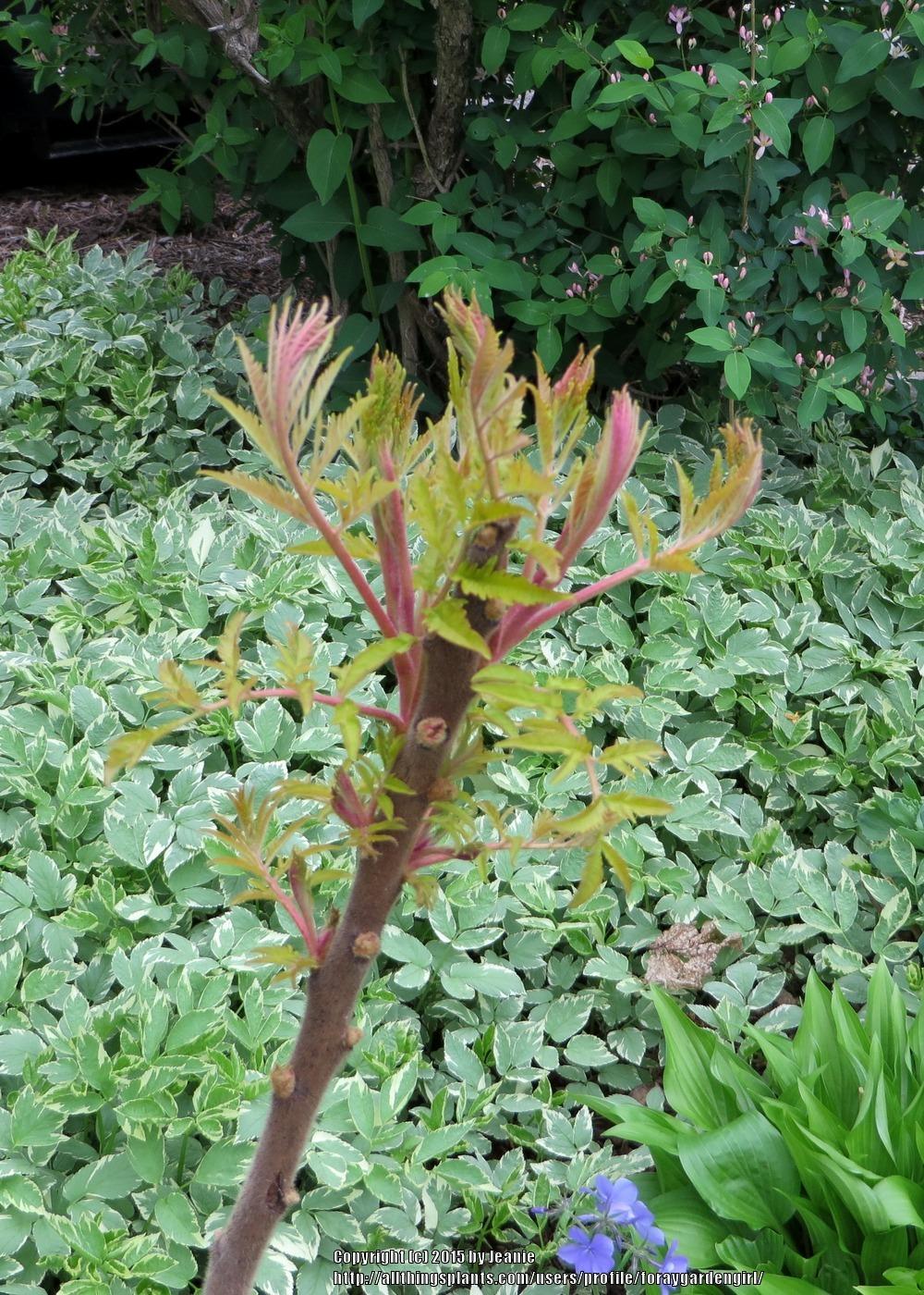 Photo of the emerging growth of Staghorn Sumac (Rhus typhina Tiger Eyes®) posted by