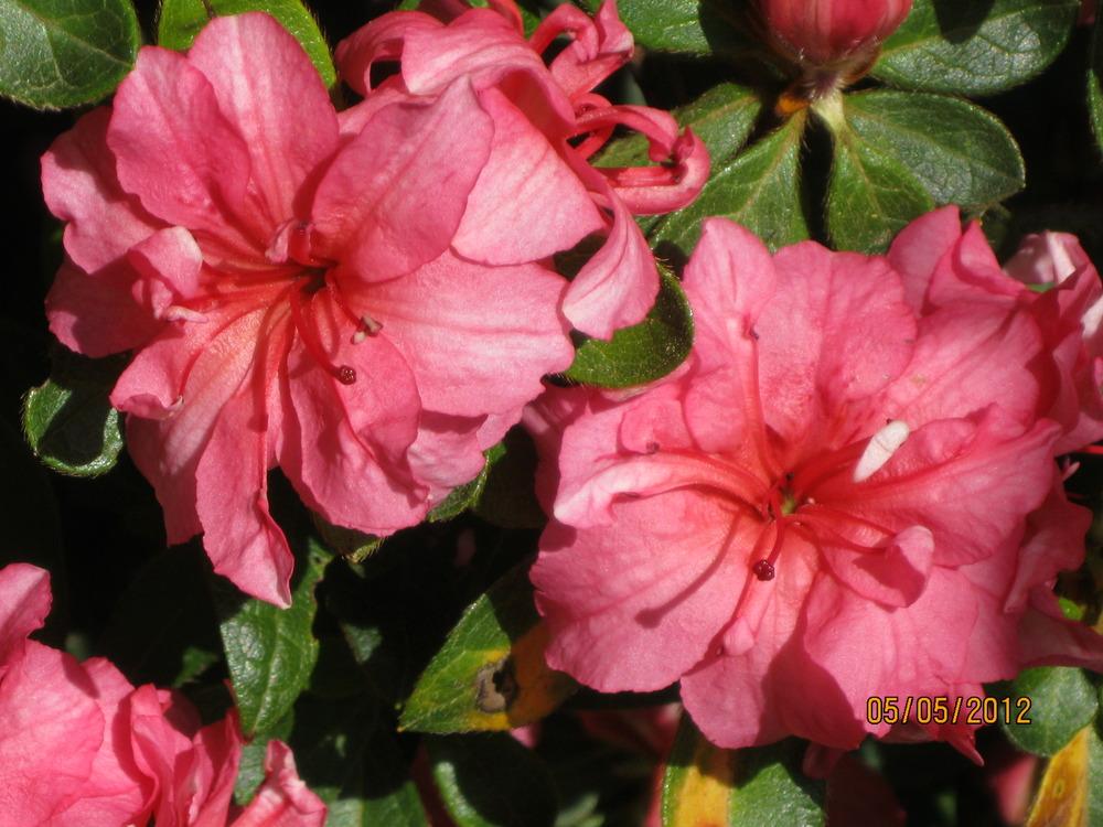 Azalea (Rhododendron Encore® Autumn Rouge™) in the Rhododendrons