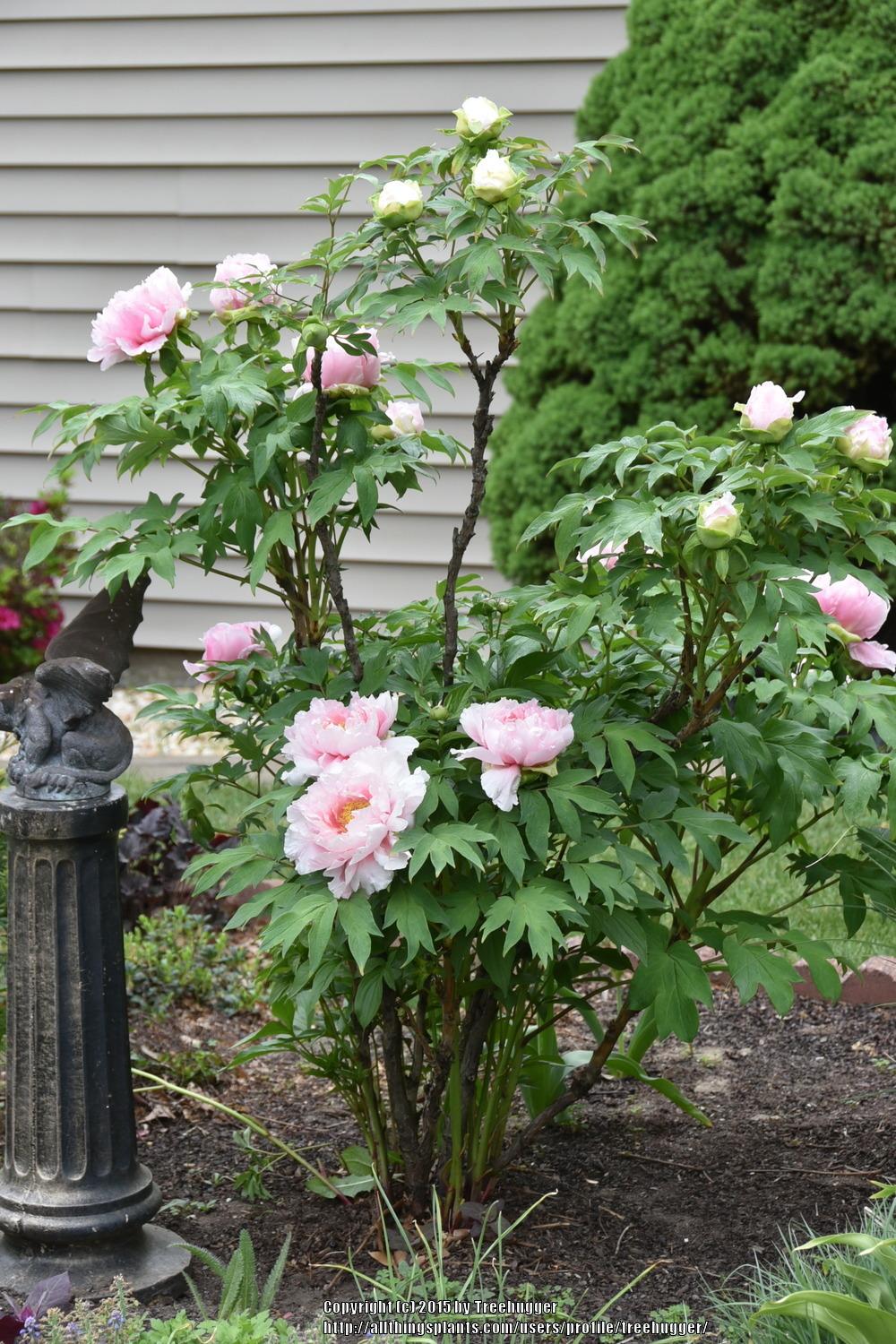 Peonies Plant Care and Collection of Varieties