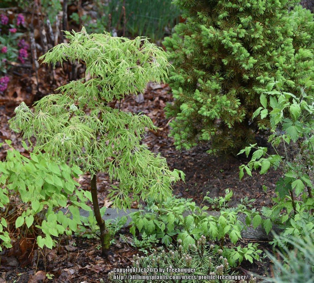 Photo of the entire plant of Full Moon Maple (Acer japonicum 'Fairy