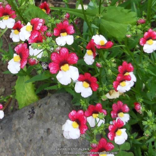 Nemesia Nessie Plus™ Cherry on Ice