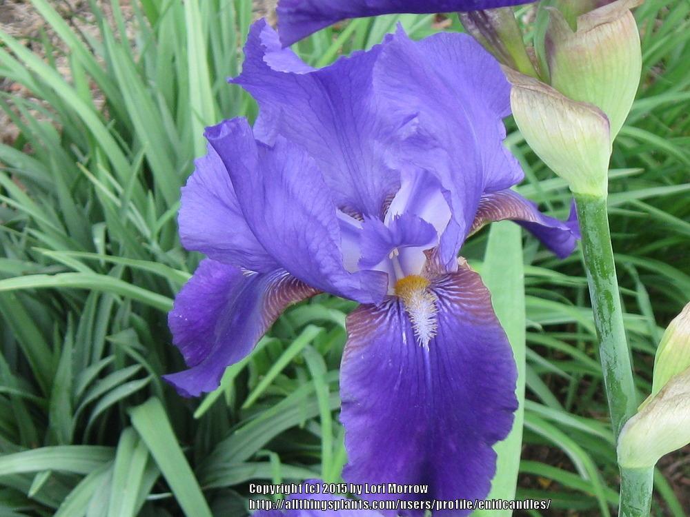 Tall Bearded Iris (Iris 'Victoria') in the Irises Database