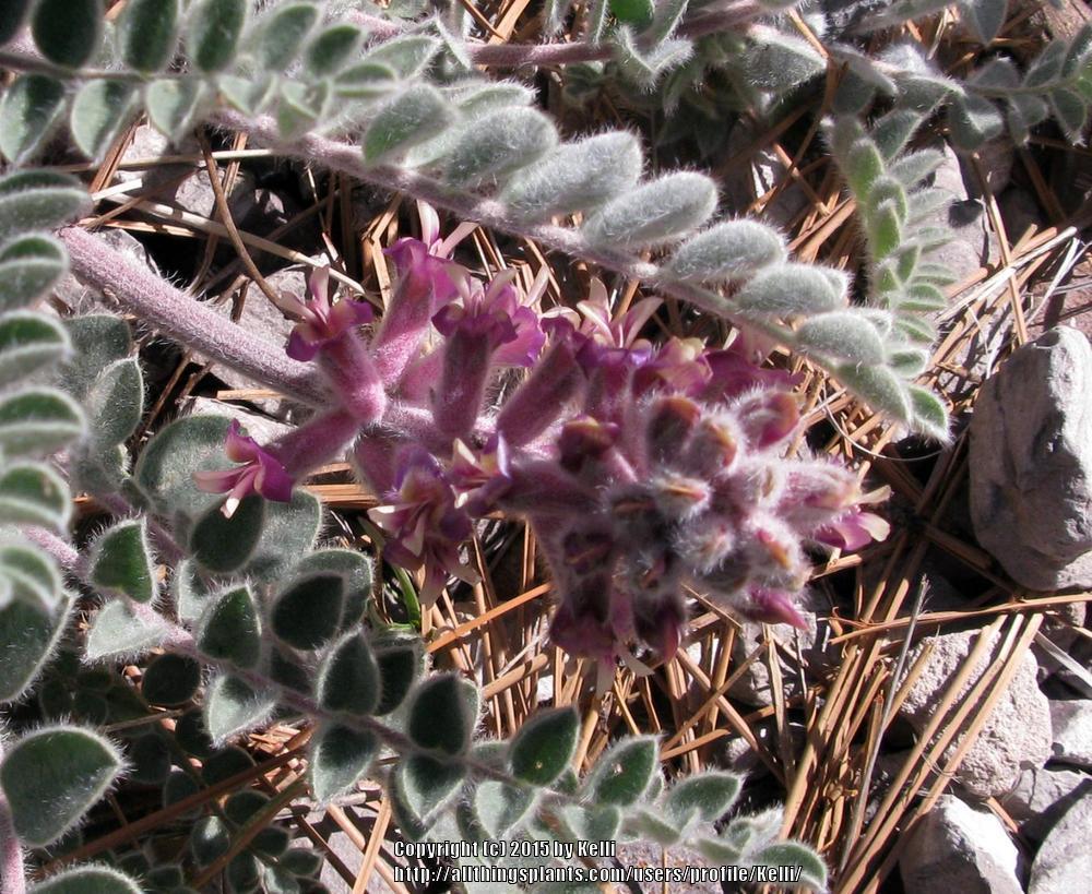Photo of the bloom of Woolly locoweed (Astragalus mollissimus) posted