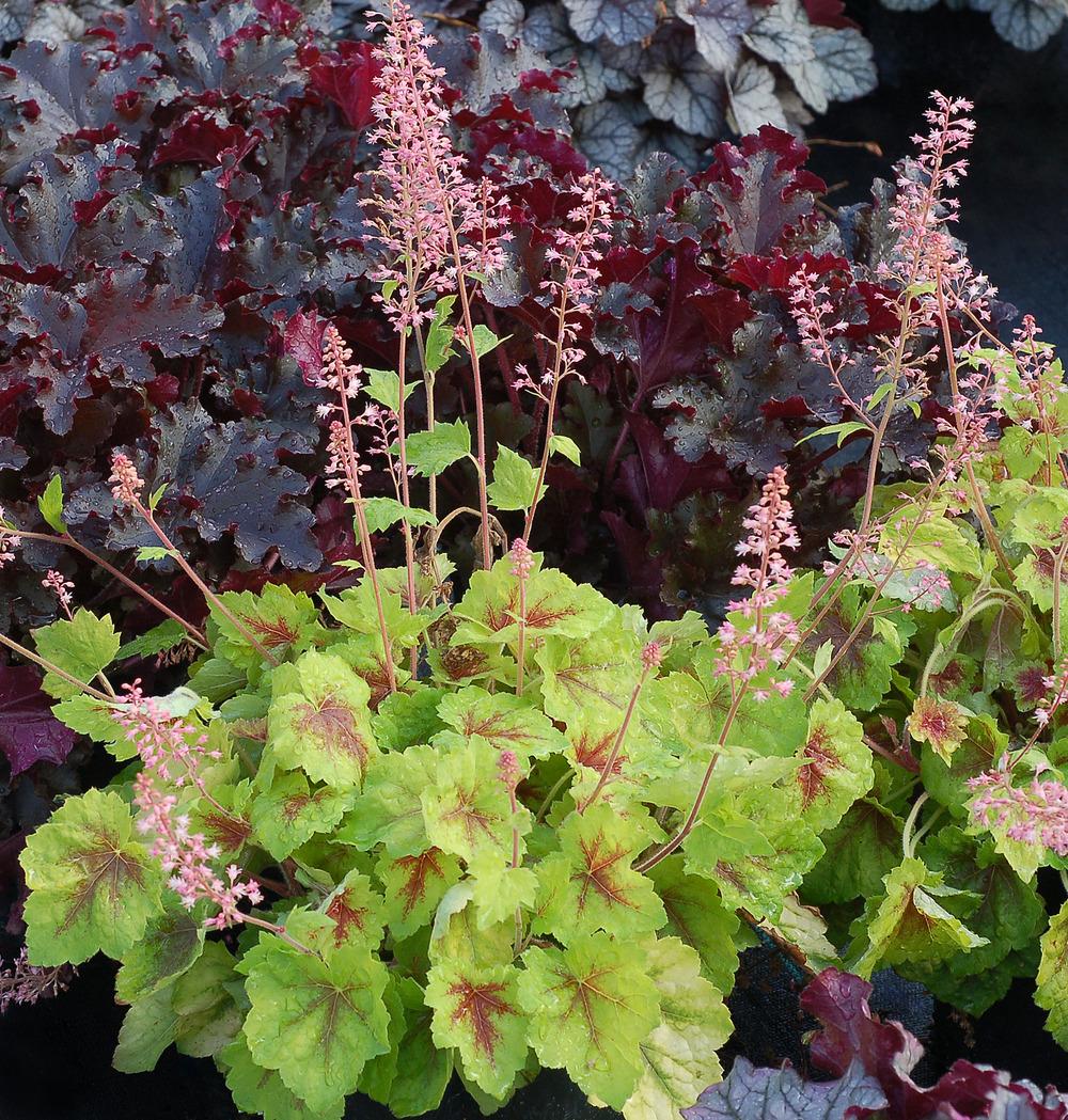 Foamy Bells (XHeucherella 'Hot Spot') in the Foamy Bells Database
