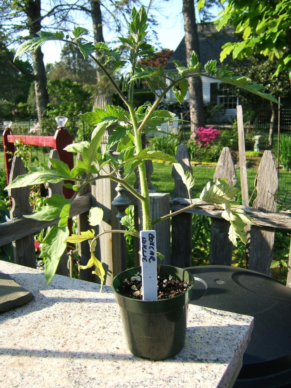 Photo of the stem, scape, stalk or bark of Tomato (Solanum lycopersicum 'Box Car Willie') posted