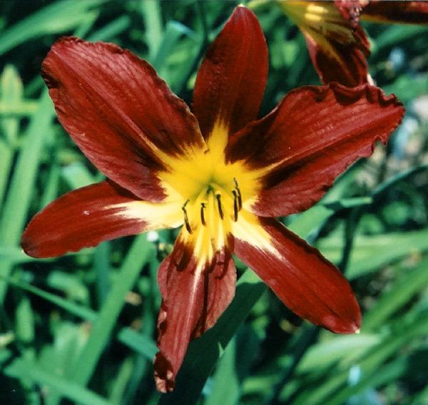 Daylily (Hemerocallis 'Black Horse') in the Daylilies Database