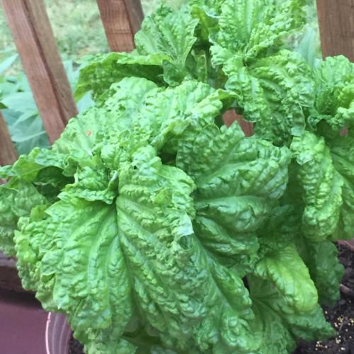 Lettuce Leaf Basil (Ocimum basilicum 'Green Ruffles') in the Basils