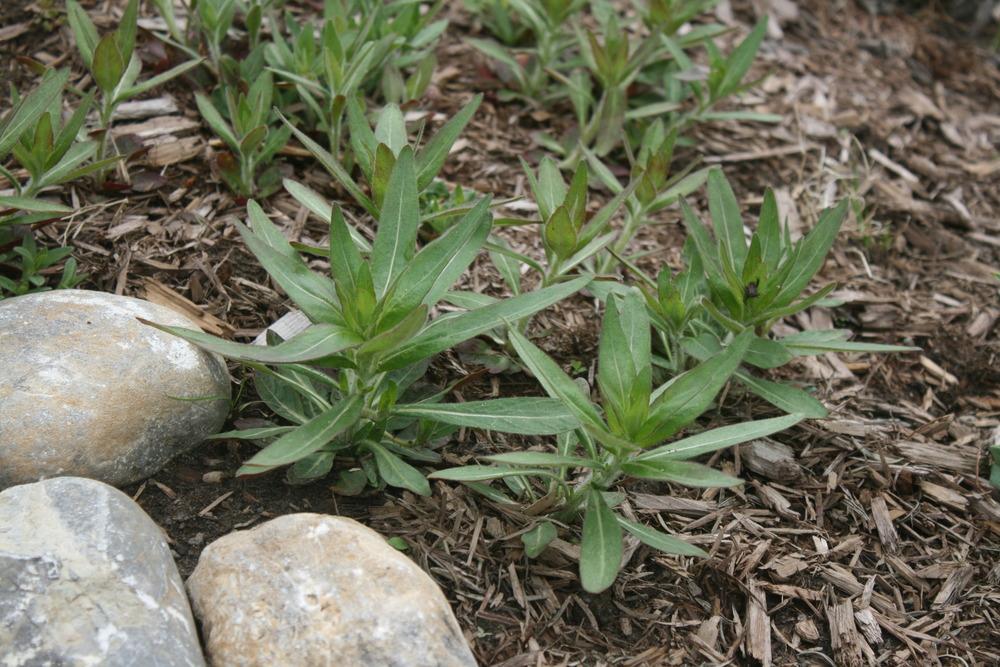 Photo of the seedling or young plant of Hairy Evening Primrose