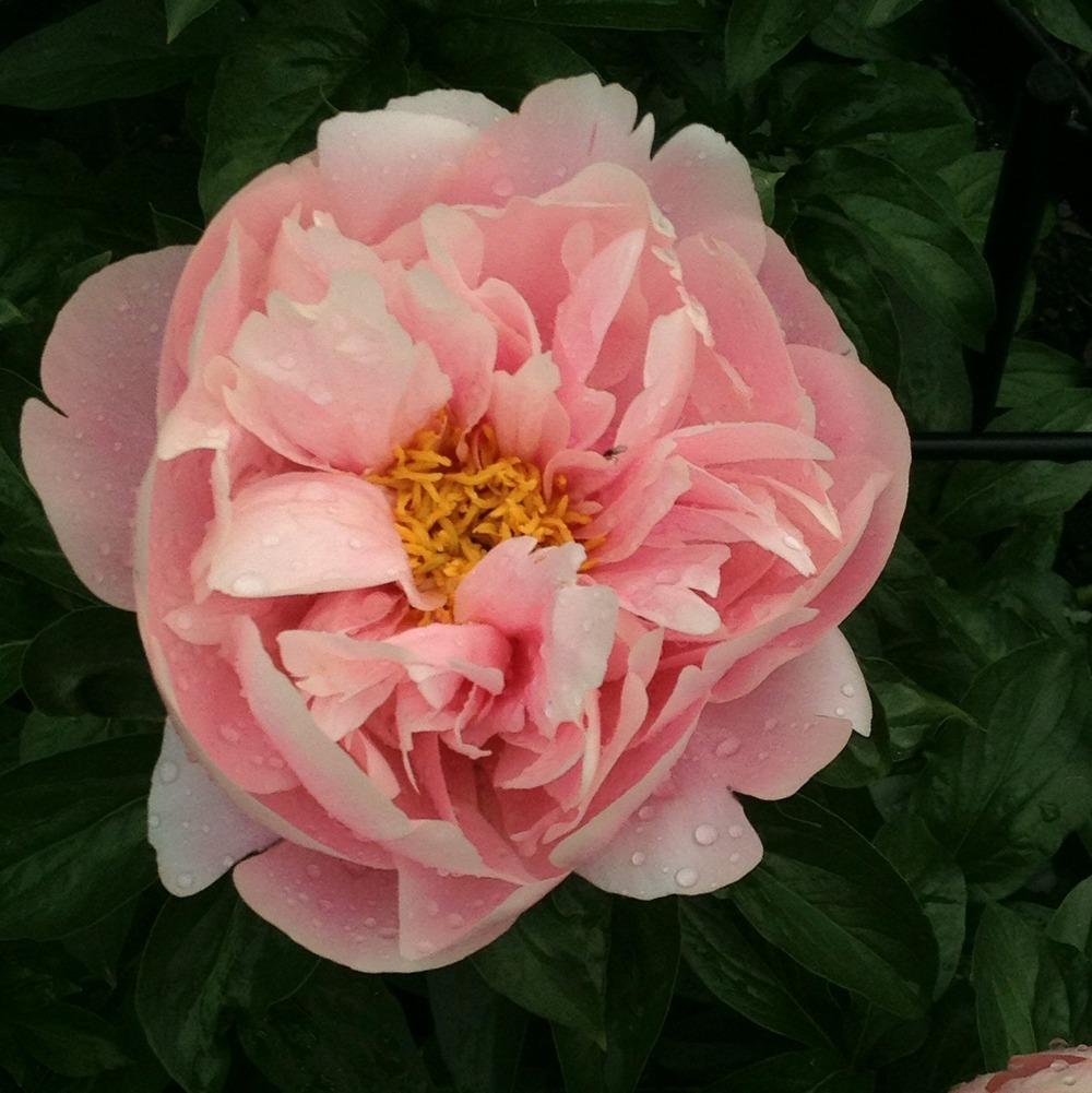 Photo of the bloom of Peony (Paeonia 'Salmon Dream') posted by bxncbx