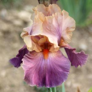 Tall Bearded Iris (Iris 'Childhood Wish') in the Irises Database