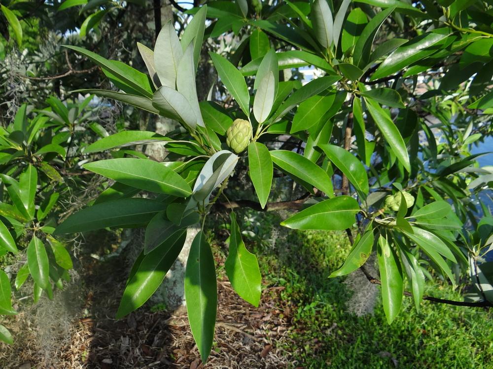 Photo of the leaves of Sweet Bay Magnolia (Magnolia virginiana) posted