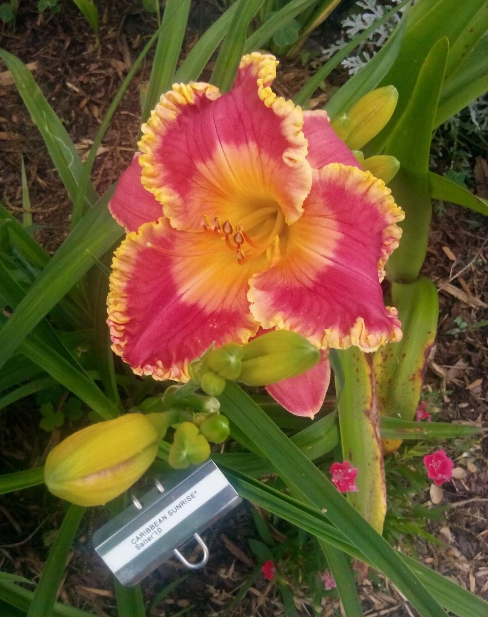 Photo of the entire plant of Daylily (Hemerocallis 'Caribbean Sunrise