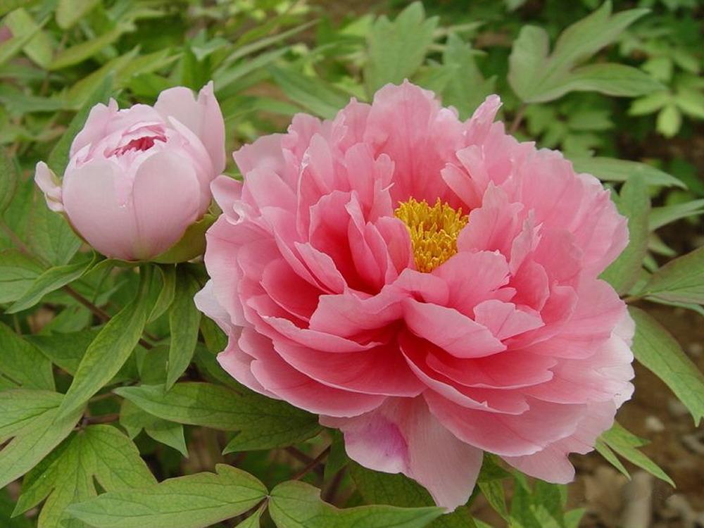 Chinese Tree Peony (Paeonia x suffruticosa 'Luo Nu Zhuang') in the