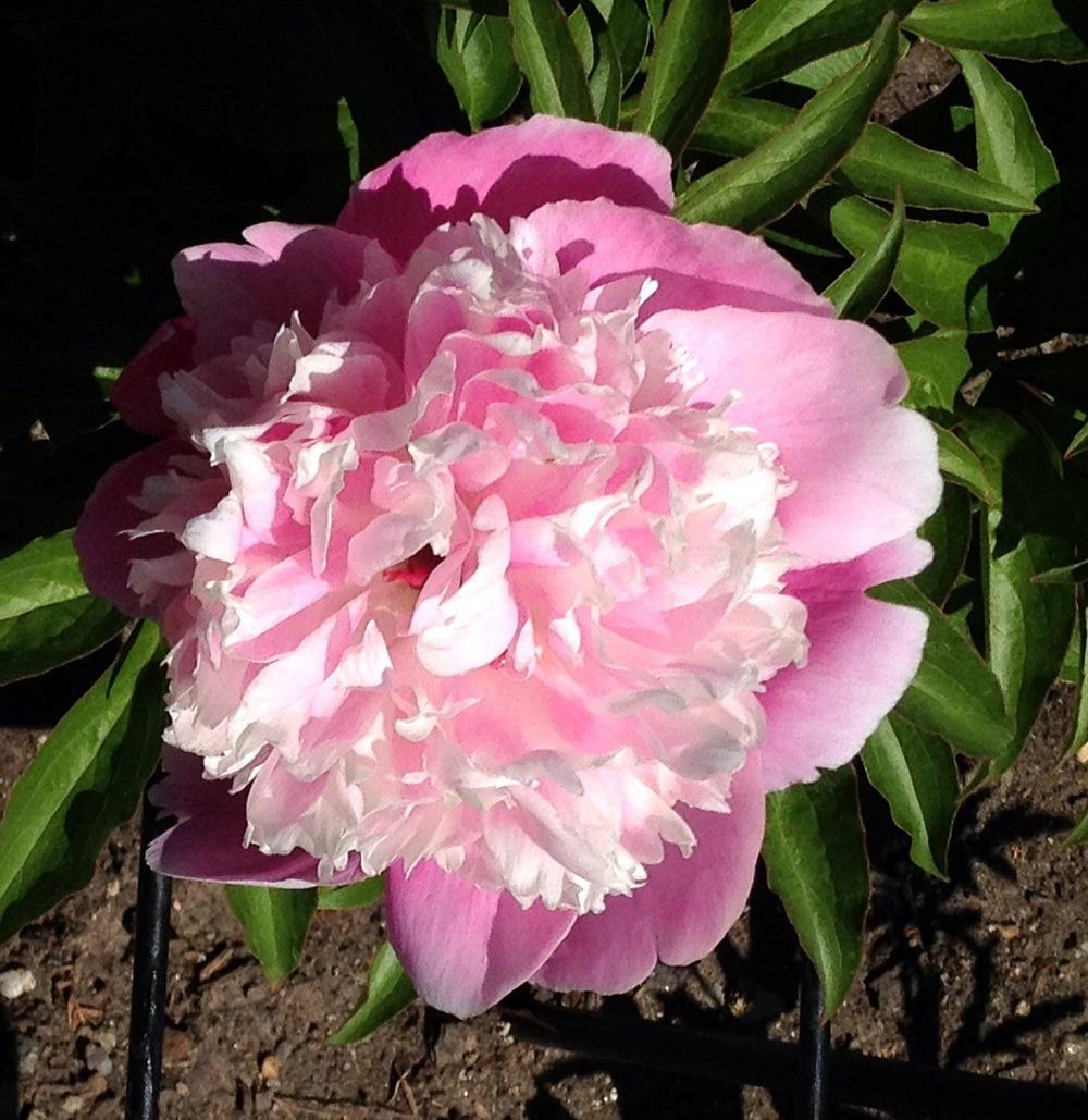 Photo of the bloom of Peony (Paeonia lactiflora ‘Cora Stubbs’) posted