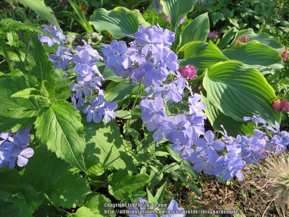 Photo of the bloom of Wild Blue Phlox (Phlox divaricata 'Blue Moon
