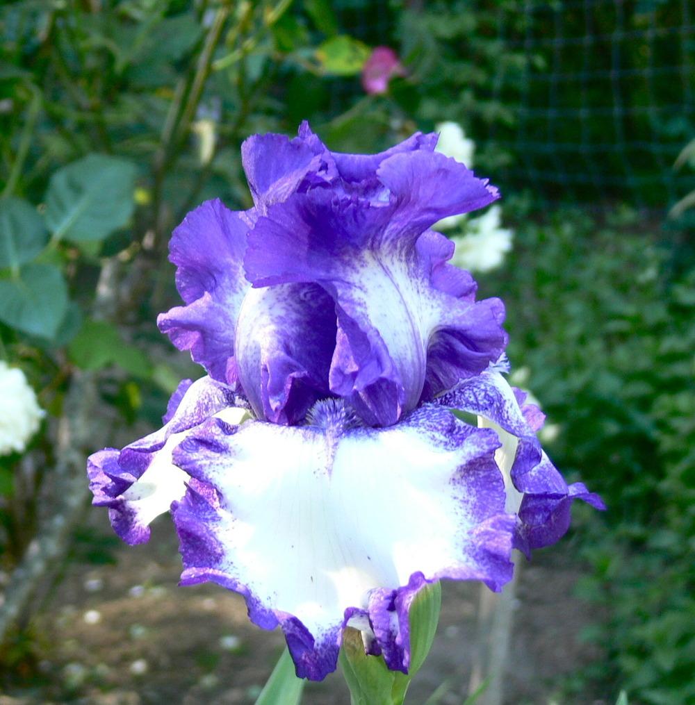 Photo of the bloom of Tall Bearded Iris (Iris 'Spirit Rider') posted by ...
