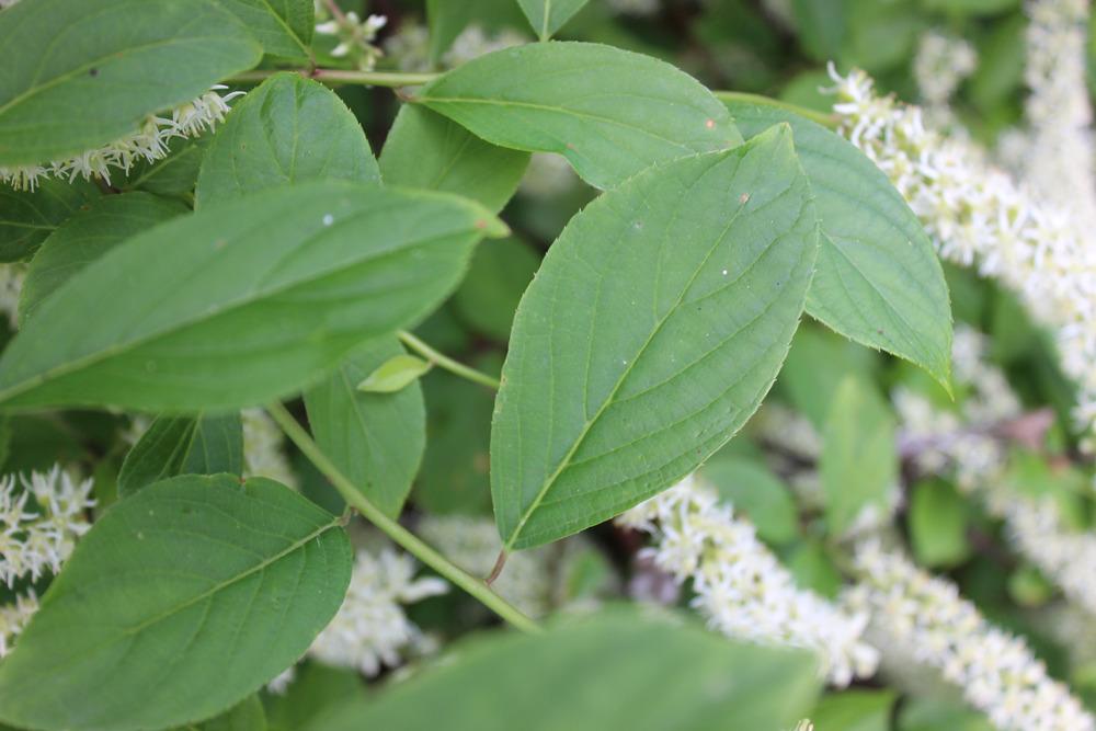 Photo of the leaves of Virginia Sweetspire (Itea virginica 'Henry's