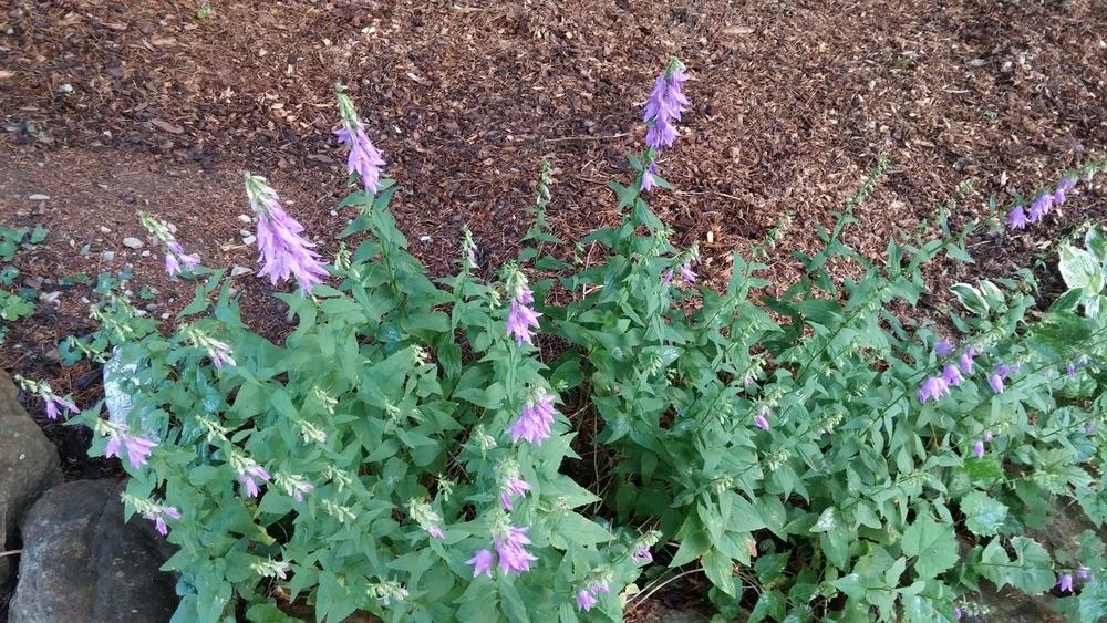Creeping Bellflower (Campanula rapunculoides) in the Plant ID forum