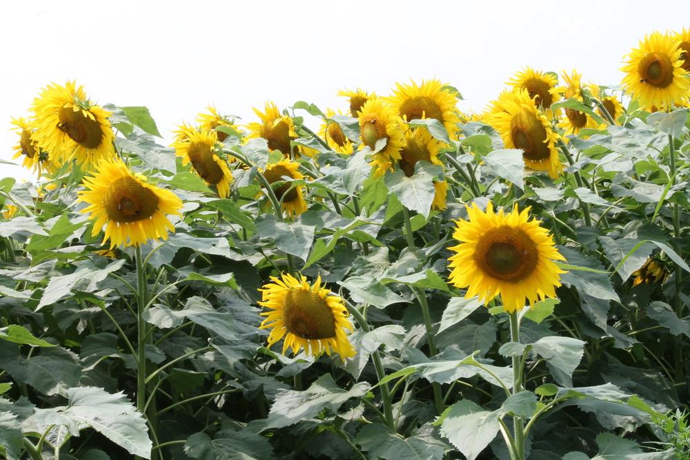 sunflowers in Annual Sunflowers Are Pretty and Easy To Grow