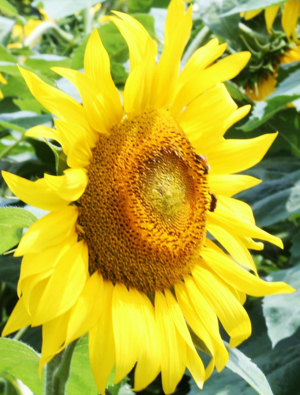 sunflowers in Annual Sunflowers Are Pretty and Easy To Grow