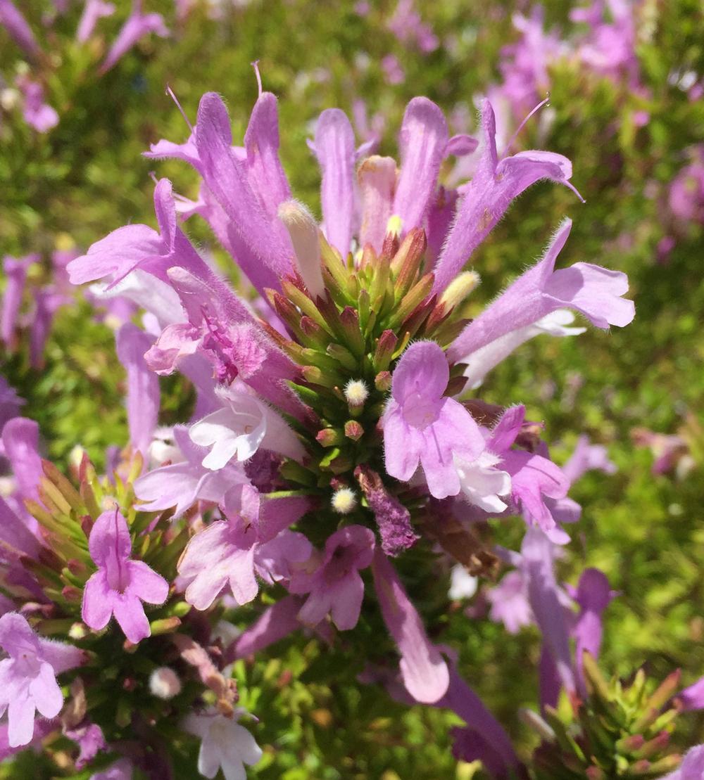 Photo of the bloom of Mexican Oregano (Poliomintha maderensis) posted