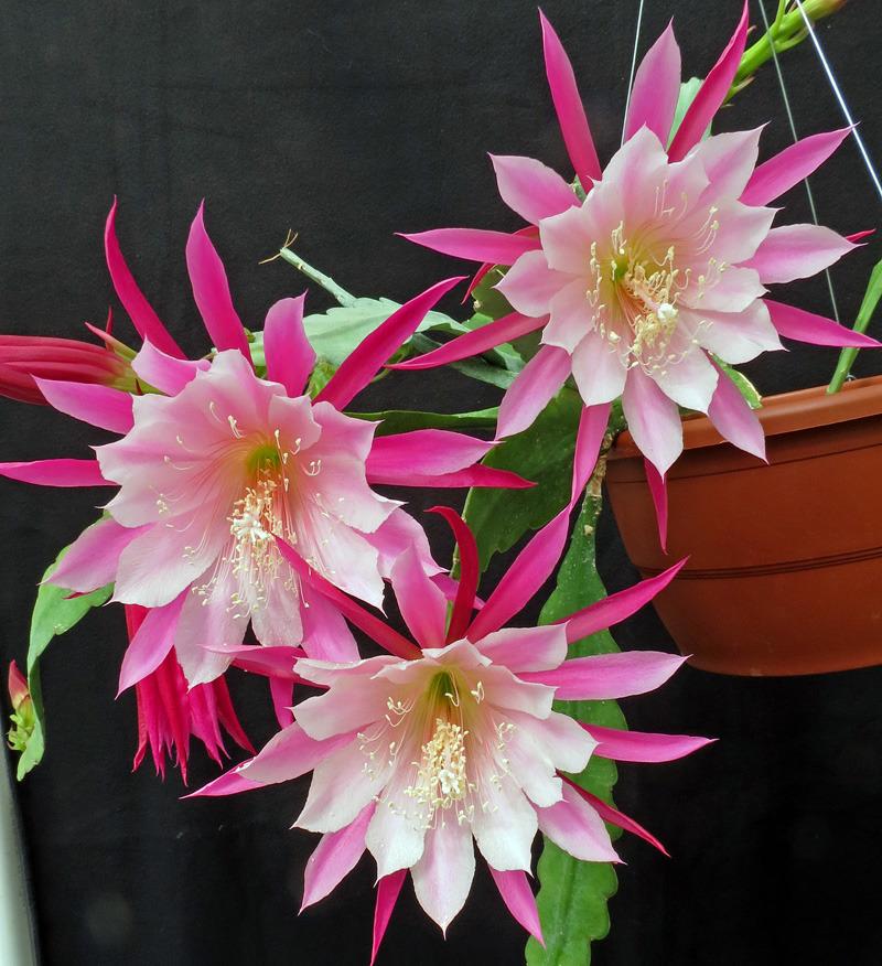 Epiphyllum Plant Care and Collection of Varieties