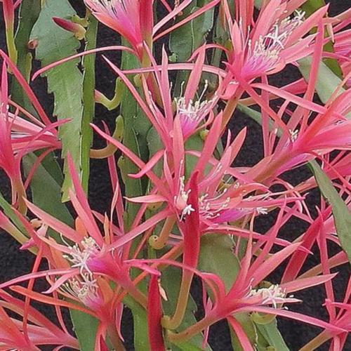 Epiphyllum Orchid Cactus Mix 2-in-1 Combo Planting 1 Pc. R132072 | Shop All | Shop - Foto 6