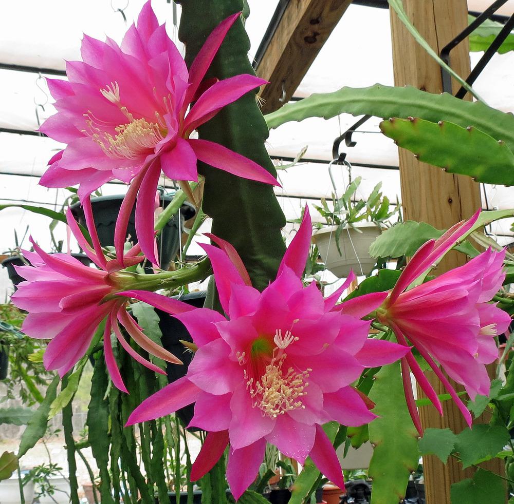 Photo of the entire plant of Orchid Cactus (Epiphyllum 'Antonia D