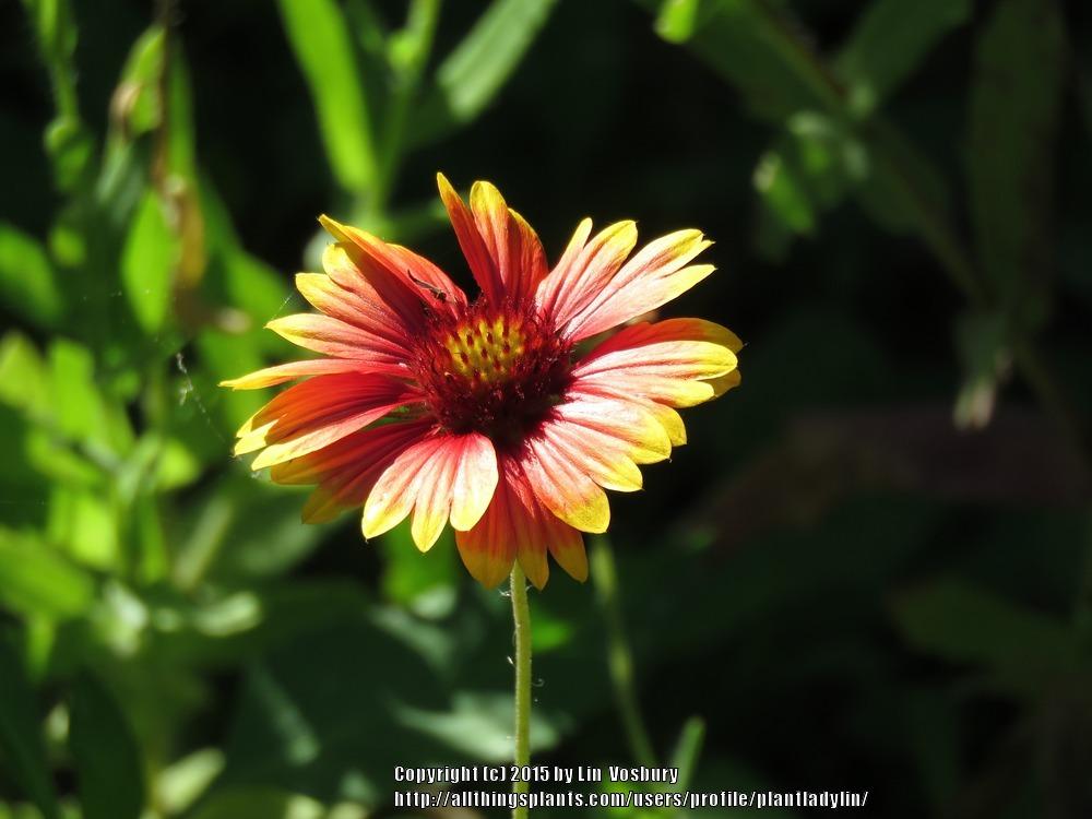 Blanket Flowers Plant Care and Collection of Varieties