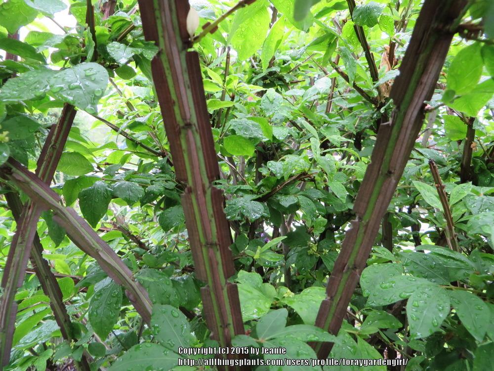 Photo of the stem, scape, stalk or bark of Burning Bush (Euonymus