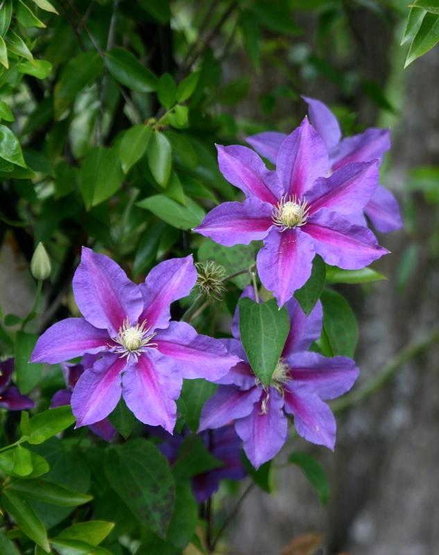 Clematis 'Ristimagi' in the Clematis Database - Garden.org