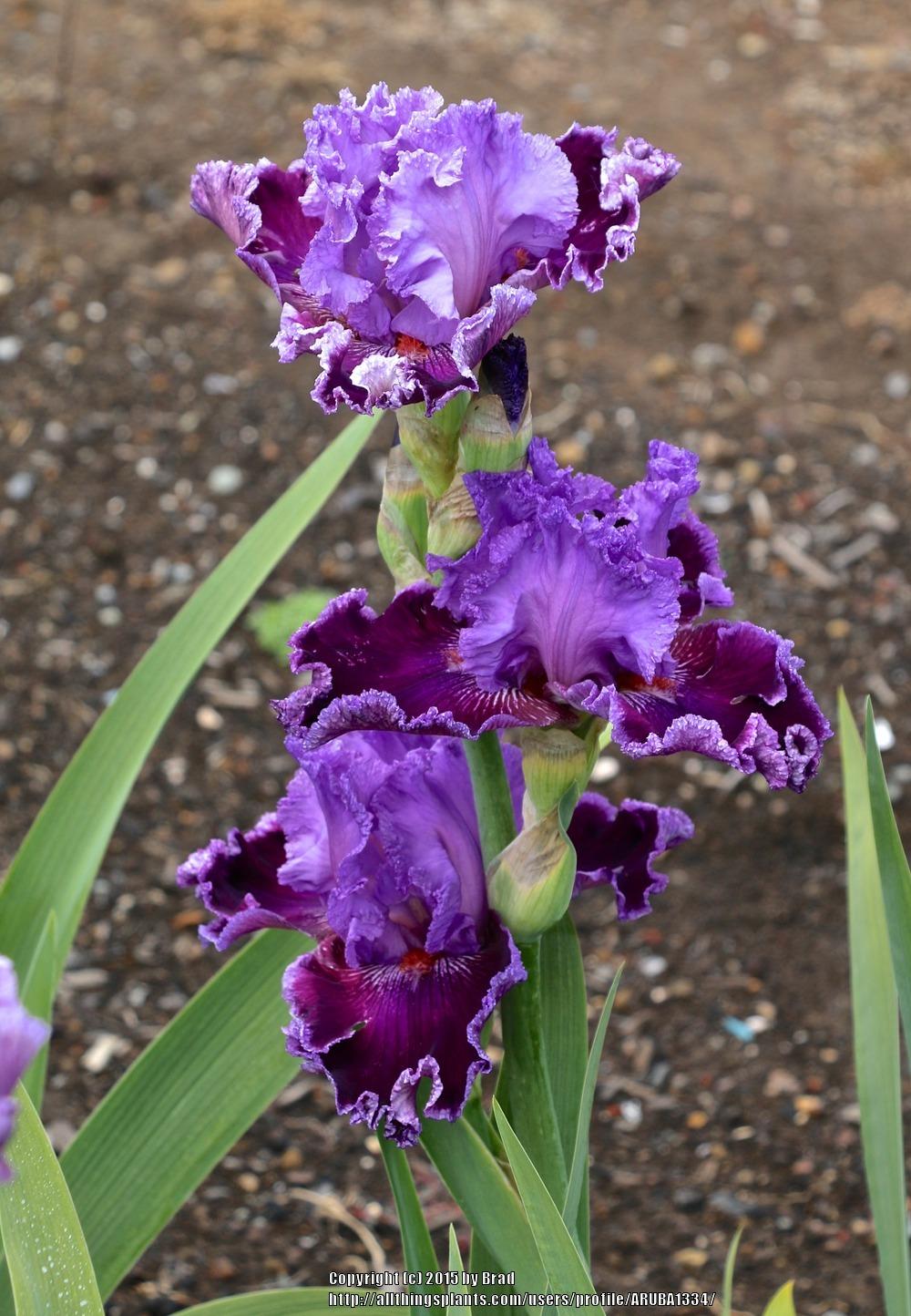 Photo of the bloom of Tall Bearded Iris (Iris 'Texas Tradition') posted by ARUBA1334