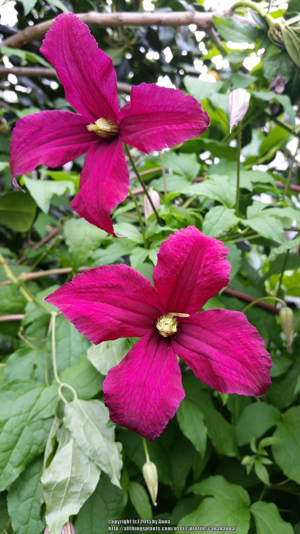Clematis Burning Love™ in the Clematis Database
